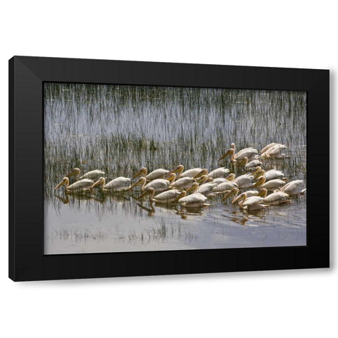 Kenya, Lake Nakuru NP Flock of white pelicans Black Modern Wood Framed Art Print with Double Matting by Kirkland, Dennis