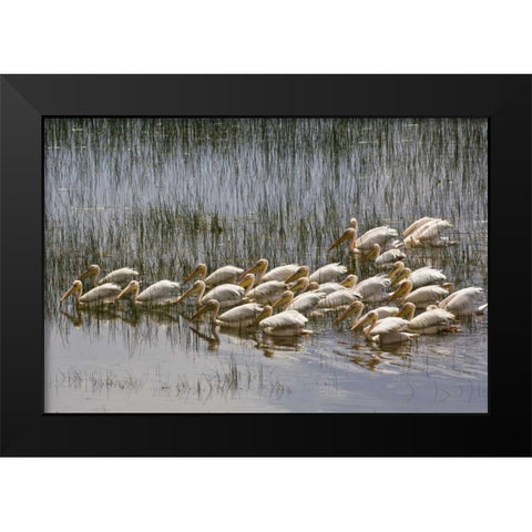 Kenya, Lake Nakuru NP Flock of white pelicans Black Modern Wood Framed Art Print by Kirkland, Dennis