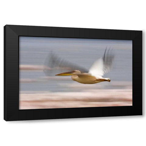 Kenya, Lake Nakuru NP Motion blur of pelicans Black Modern Wood Framed Art Print with Double Matting by Kirkland, Dennis