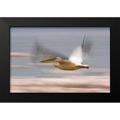 Kenya, Lake Nakuru NP Motion blur of pelicans Black Modern Wood Framed Art Print by Kirkland, Dennis