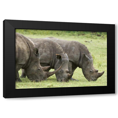 Kenya, Lake Nakuru NP White rhinoceroses grazing Black Modern Wood Framed Art Print with Double Matting by Kirkland, Dennis