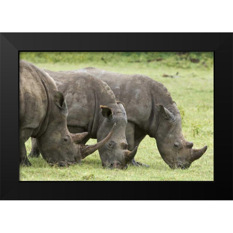 Kenya, Lake Nakuru NP White rhinoceroses grazing Black Modern Wood Framed Art Print by Kirkland, Dennis