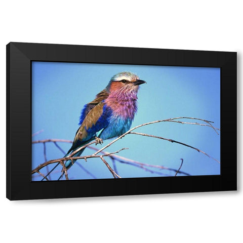 Kenya, Masai Mara Lilac-breasted roller on limb Black Modern Wood Framed Art Print by Williams, Joanne