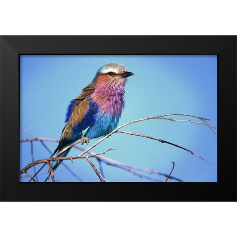 Kenya, Masai Mara Lilac-breasted roller on limb Black Modern Wood Framed Art Print by Williams, Joanne