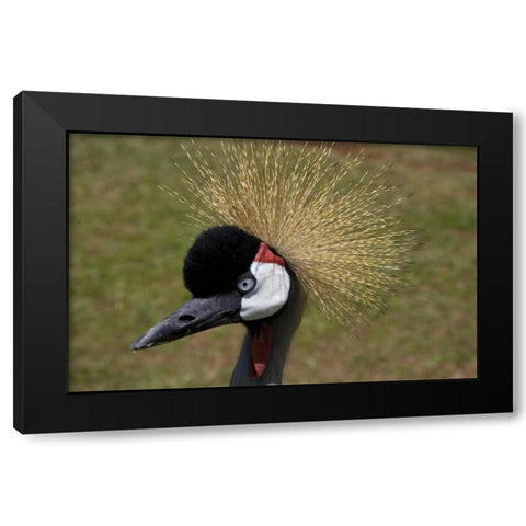 Kenya, Masai Mara Crowned crane portrait Black Modern Wood Framed Art Print by Williams, Joanne
