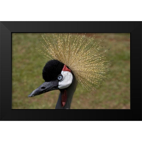 Kenya, Masai Mara Crowned crane portrait Black Modern Wood Framed Art Print by Williams, Joanne