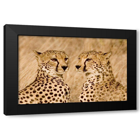 Kenya, Masai Mara Portrait of cheetah brothers Black Modern Wood Framed Art Print with Double Matting by Williams, Joanne