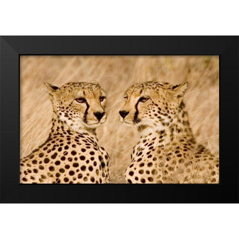Kenya, Masai Mara Portrait of cheetah brothers Black Modern Wood Framed Art Print by Williams, Joanne