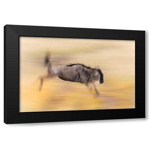 Kenya, Masai Mara Abstract blur of wildebeest Black Modern Wood Framed Art Print with Double Matting by Morris, Arthur