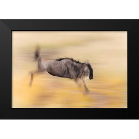 Kenya, Masai Mara Abstract blur of wildebeest Black Modern Wood Framed Art Print by Morris, Arthur