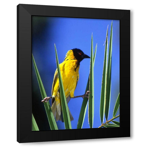Kenya, Masai Mara Masked weaver bird on leaves Black Modern Wood Framed Art Print with Double Matting by Williams, Joanne