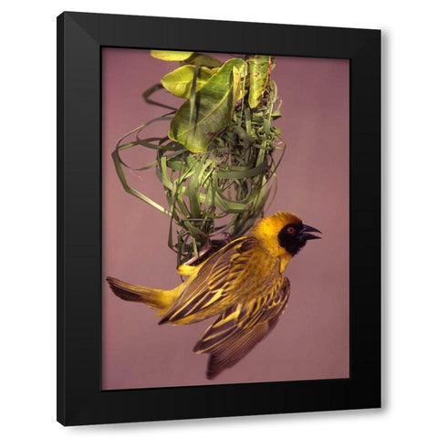 Kenya, Masai Mara Masked weaver bird weaving Black Modern Wood Framed Art Print by Williams, Joanne