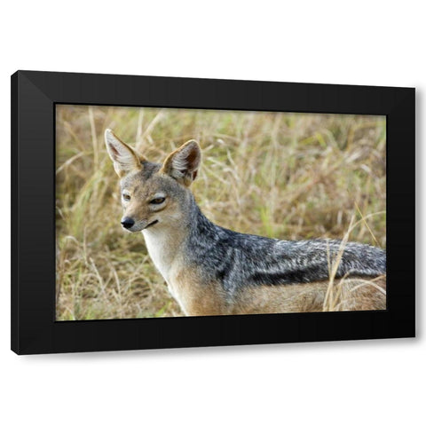 Kenya, Masai Mara Black-backed jackal close-up Black Modern Wood Framed Art Print with Double Matting by Kirkland, Dennis