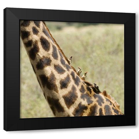 Kenya, Masai Mara Giraffe with oxpecker birds Black Modern Wood Framed Art Print with Double Matting by Kirkland, Dennis