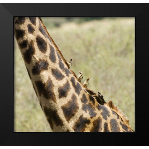 Kenya, Masai Mara Giraffe with oxpecker birds Black Modern Wood Framed Art Print by Kirkland, Dennis