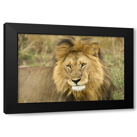 Kenya, Masai Mara Close-up of lion Black Modern Wood Framed Art Print with Double Matting by Kirkland, Dennis
