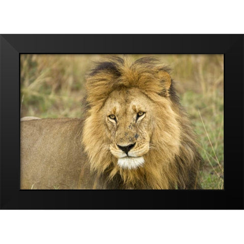 Kenya, Masai Mara Close-up of lion Black Modern Wood Framed Art Print by Kirkland, Dennis