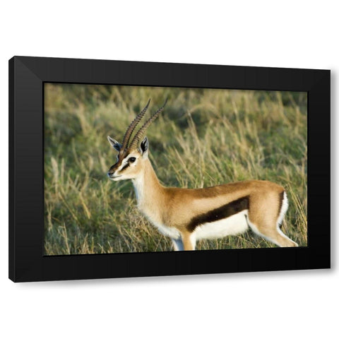 Kenya, Masai Mara Male Thomsons gazelle Black Modern Wood Framed Art Print with Double Matting by Kirkland, Dennis