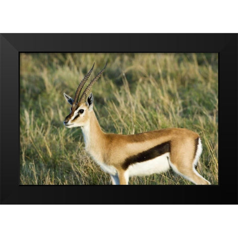 Kenya, Masai Mara Male Thomsons gazelle Black Modern Wood Framed Art Print by Kirkland, Dennis