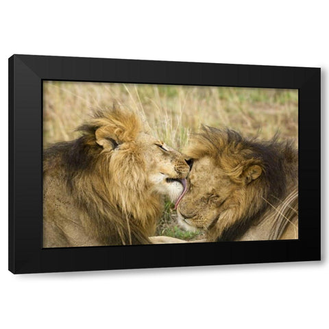 Kenya, Masai Mara Lion licking another lion Black Modern Wood Framed Art Print with Double Matting by Kirkland, Dennis