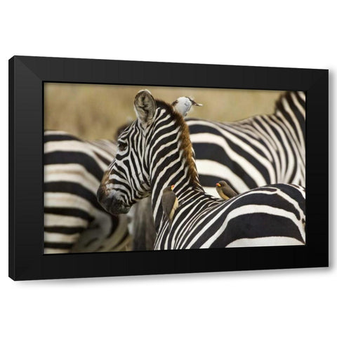 Kenya, Masai Mara Zebra with oxpecker birds Black Modern Wood Framed Art Print with Double Matting by Kirkland, Dennis