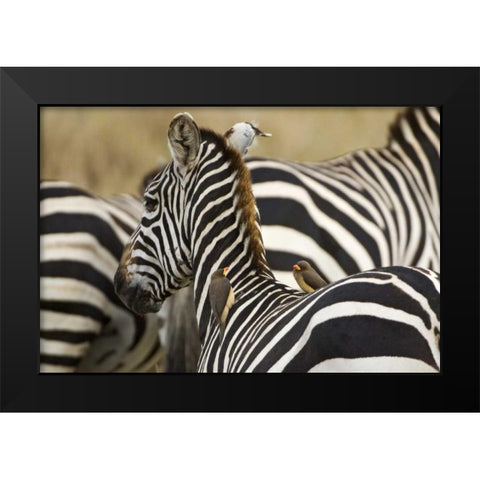 Kenya, Masai Mara Zebra with oxpecker birds Black Modern Wood Framed Art Print by Kirkland, Dennis
