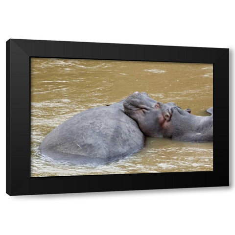 Kenya, Masai Mara Hippopotamus resting Black Modern Wood Framed Art Print by Kirkland, Dennis