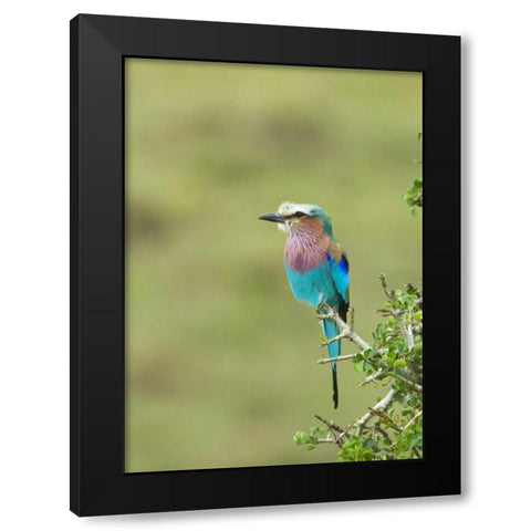Kenya, Masai Mara Lilac-breasted roller on tree Black Modern Wood Framed Art Print with Double Matting by Kirkland, Dennis