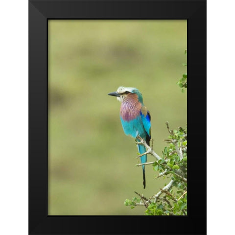 Kenya, Masai Mara Lilac-breasted roller on tree Black Modern Wood Framed Art Print by Kirkland, Dennis
