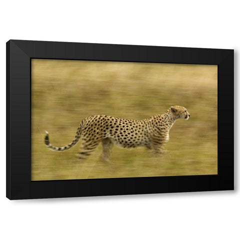 Kenya, Masai Mara Motion blur of cheetah Black Modern Wood Framed Art Print with Double Matting by Kirkland, Dennis