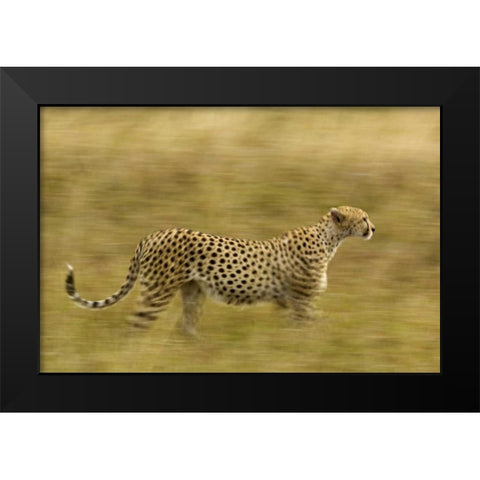 Kenya, Masai Mara Motion blur of cheetah Black Modern Wood Framed Art Print by Kirkland, Dennis