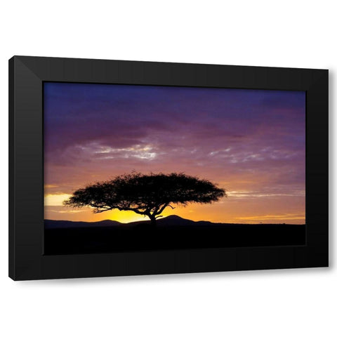 Kenya, Masai Mara Sunrise silhouettes acacias Black Modern Wood Framed Art Print by Kirkland, Dennis