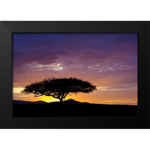 Kenya, Masai Mara Sunrise silhouettes acacias Black Modern Wood Framed Art Print by Kirkland, Dennis