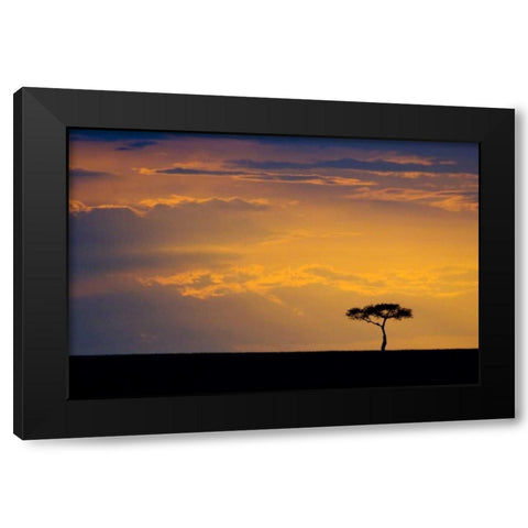 Kenya, Masai Mara Sunrise silhouettes an acacia Black Modern Wood Framed Art Print by Kirkland, Dennis