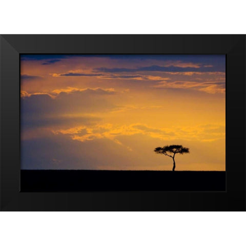 Kenya, Masai Mara Sunrise silhouettes an acacia Black Modern Wood Framed Art Print by Kirkland, Dennis