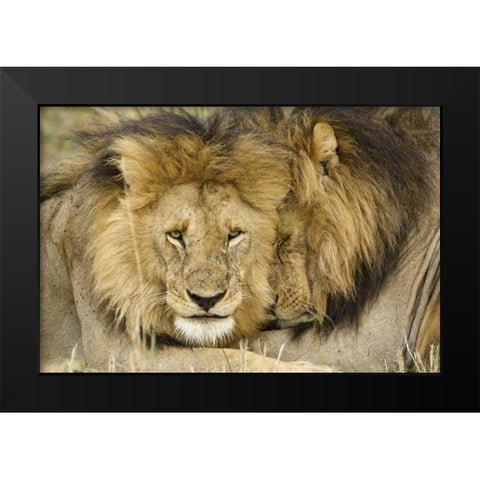 Kenya, Masai Mara Two lions resting face to face Black Modern Wood Framed Art Print by Kirkland, Dennis