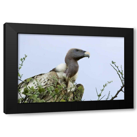Kenya, Masai Mara White-back vulture in a tree Black Modern Wood Framed Art Print by Kirkland, Dennis