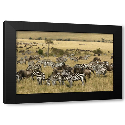 Kenya, Masai Mara Zebras and wildebeests grazing Black Modern Wood Framed Art Print by Kirkland, Dennis