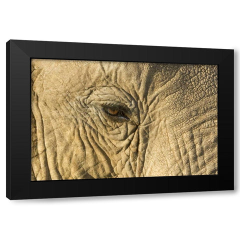 Kenya, Samburu Reserve Elephant face and eye Black Modern Wood Framed Art Print with Double Matting by Kirkland, Dennis