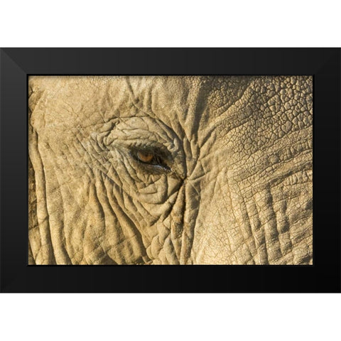 Kenya, Samburu Reserve Elephant face and eye Black Modern Wood Framed Art Print by Kirkland, Dennis