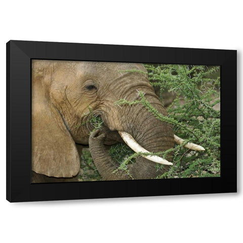 Kenya, Samburu Reserve Elephant eating Acacia Black Modern Wood Framed Art Print with Double Matting by Kirkland, Dennis