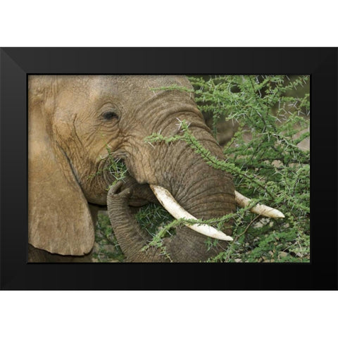 Kenya, Samburu Reserve Elephant eating Acacia Black Modern Wood Framed Art Print by Kirkland, Dennis