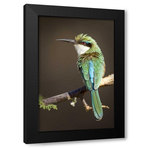 Kenya, Samburu National Reserve Somali bee-eater Black Modern Wood Framed Art Print with Double Matting by Williams, Joanne