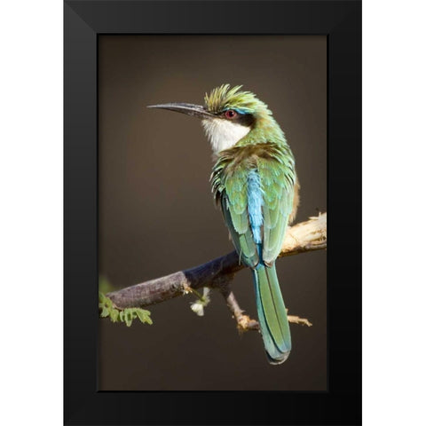Kenya, Samburu National Reserve Somali bee-eater Black Modern Wood Framed Art Print by Williams, Joanne