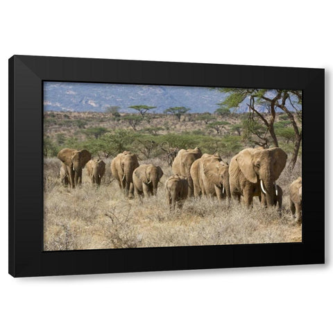 Kenya, Samburu Reserve Elephants walk in a line Black Modern Wood Framed Art Print with Double Matting by Kirkland, Dennis