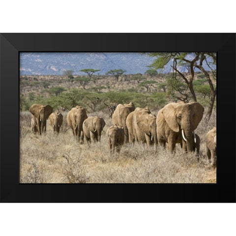 Kenya, Samburu Reserve Elephants walk in a line Black Modern Wood Framed Art Print by Kirkland, Dennis