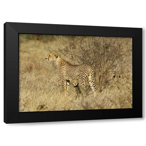 Kenya, Samburu Reserve Cheetah with two babies Black Modern Wood Framed Art Print by Kirkland, Dennis