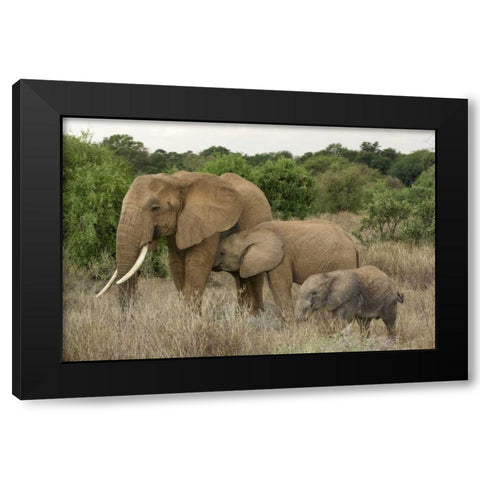 Kenya, Samburu Reserve Elephant with two babies Black Modern Wood Framed Art Print with Double Matting by Kirkland, Dennis