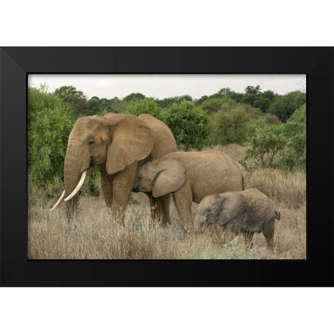 Kenya, Samburu Reserve Elephant with two babies Black Modern Wood Framed Art Print by Kirkland, Dennis