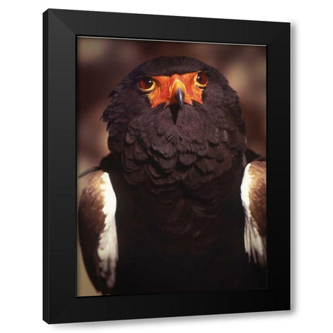 Kenya, Samburu National Reserve Bateleur bird Black Modern Wood Framed Art Print with Double Matting by Williams, Joanne
